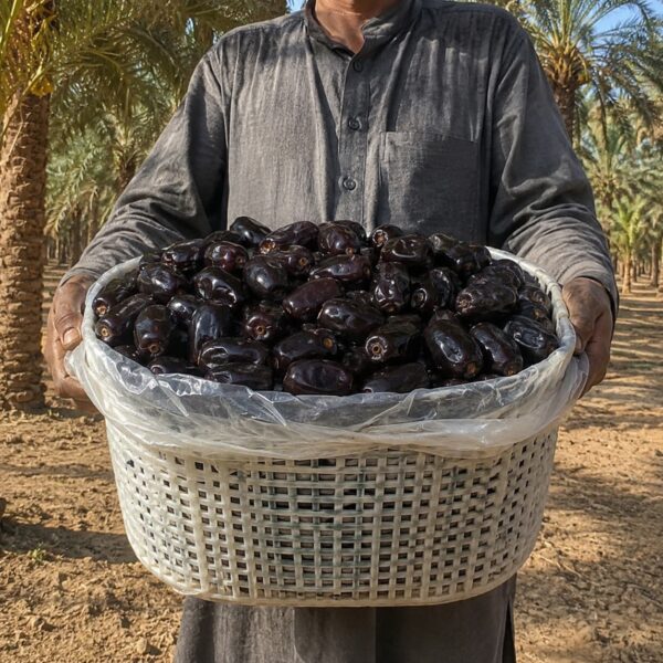 premium mazafati date Iran
